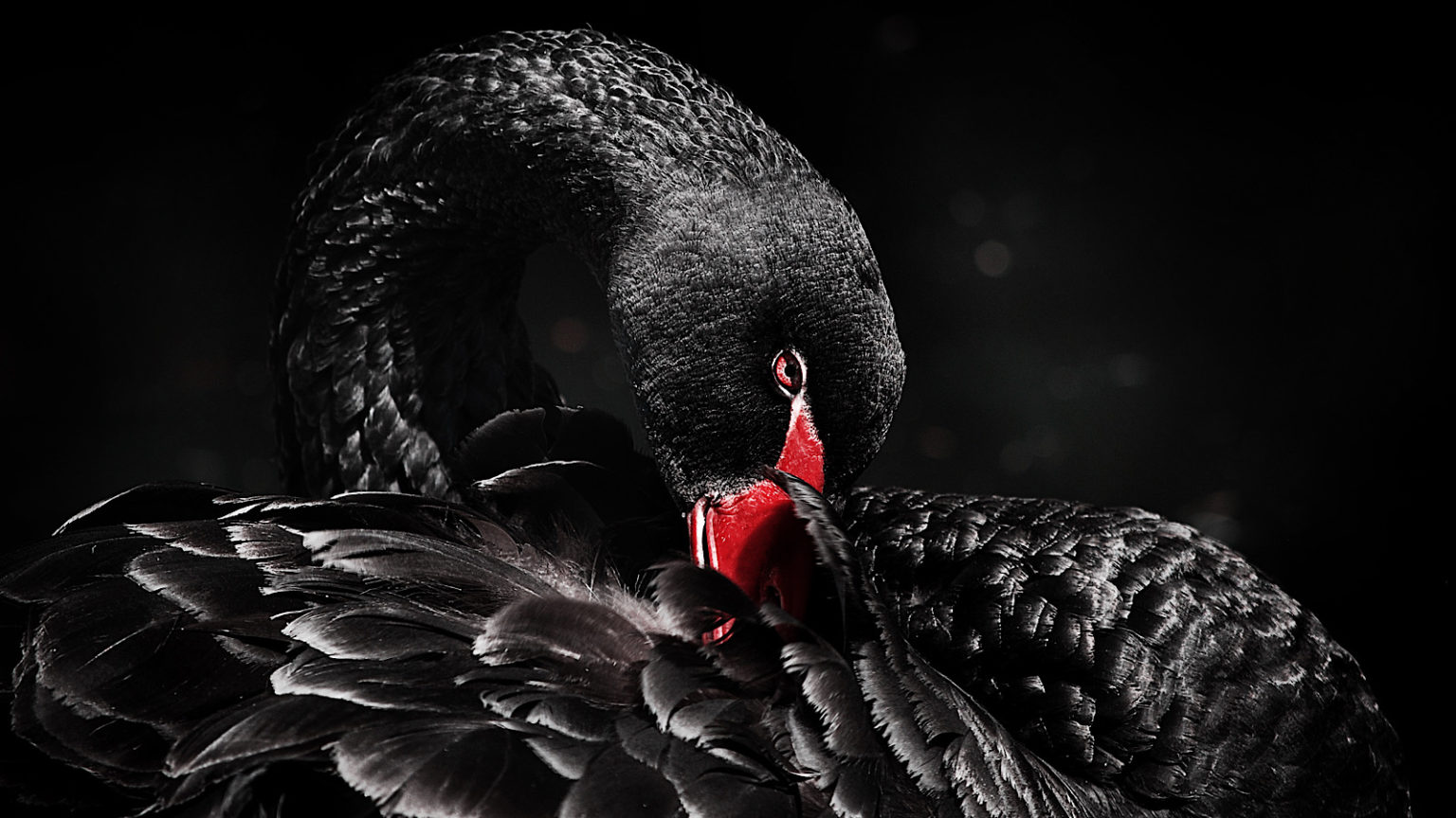 Фото black swan